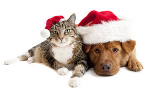 Santa Hat Cat And Dog Wallpaper