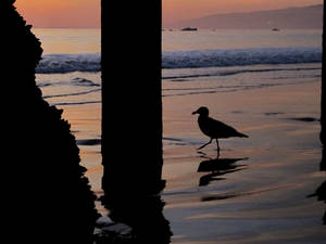 Santa Monica Lone Seagull Wallpaper