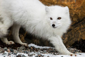 Savage Arctic Fox Wallpaper