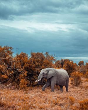 Savanna Elephant Iphone Wallpaper