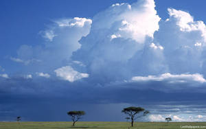 Savanna Nature Kenya Wallpaper