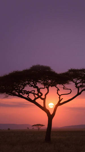 Savanna Tree Africa Iphone Wallpaper