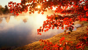 Savoring The Beauty Of Autumn Wallpaper