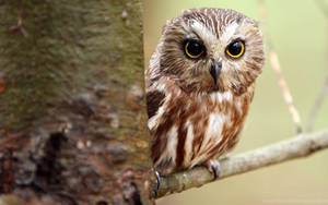 Saw-whet Cute Owl Wallpaper