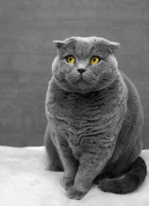 Scared Grey Cat