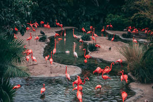 Scarlet Flamingo Pond Wallpaper
