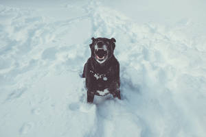 Scary Dog In Snow Wallpaper