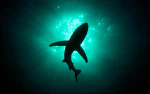 Scary Shark Green Waters Wallpaper