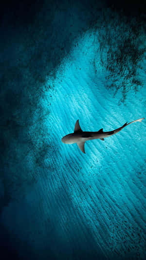 Scary Shark Lurking Beneath The Water Wallpaper