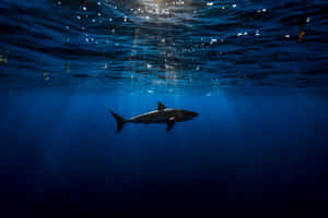 Scary Shark Swimming Underwater Wallpaper