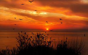 Scattered Birds Flying During Sunset Wallpaper