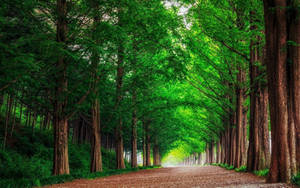 Scenic Green Trees Wallpaper