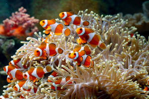 School Of Clownfish 4k Ultra Hd Fish Wallpaper