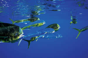 Schoolof Mahi Mahi Swimming Wallpaper