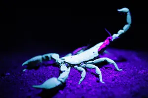 Scorpion White Purple Aesthetic Wallpaper