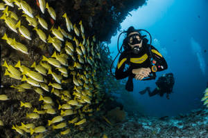 Scuba Diving Beside Yellowtail Fish Wallpaper