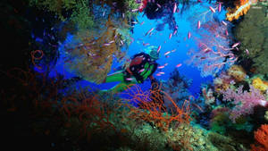 Scuba Diving Colorful Coral Reefs In Australia Wallpaper
