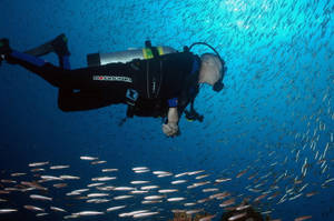 Scuba Diving Into School Of Barracuda Wallpaper