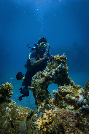 Scuba Diving Reef Diving Wallpaper