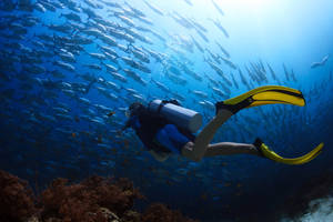 Scuba Diving With Fishes Wallpaper