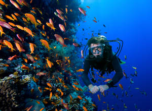 Scuba Diving With Orange Fishes Wallpaper