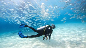 Scuba Diving With School Of Fish Wallpaper