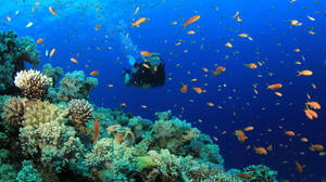 Scuba Diving With Small Orange Fish Wallpaper
