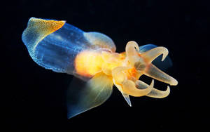 Sea Butterfly Squid Wallpaper