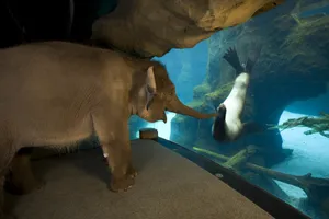Sea Lion And Elephant Wallpaper