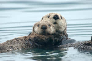 Sea Otters Floating Together.jpg Wallpaper