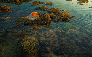 Sea Shell Coral Wallpaper