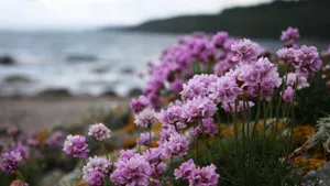 Sea Thrift Flowers Wallpaper