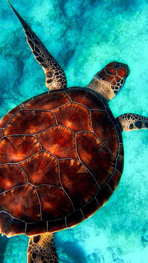 Sea Turtle Back View Iphone Wallpaper