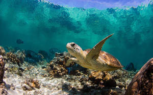 Sea Turtle Crossing Coral Reefs Wallpaper