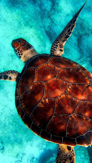 Sea Turtle Crystal Clear Iphone Wallpaper