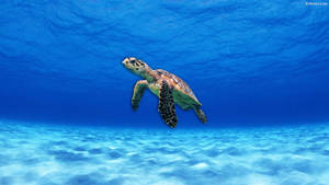 Sea Turtle Under A Clear Blue Ocean Wallpaper