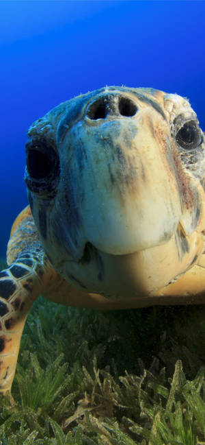 Sea Turtle Zoomed In Iphone Wallpaper