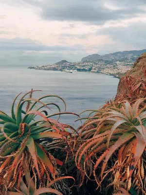 Sea View With Plants Amazing Iphone Wallpaper