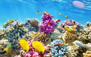 Seabed Corals Live 3d Wallpaper