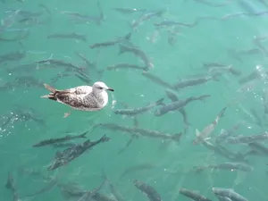Seagull Birds Floating In Nature Wallpaper