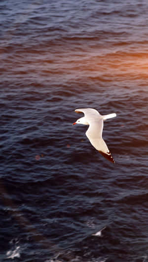Seagull Soaring Over The Sea Wallpaper