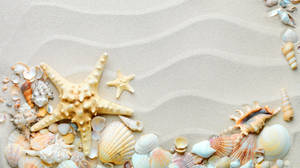 Seashells On White Beach Wallpaper