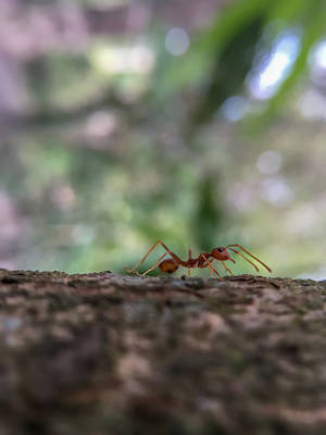Selective Focus Ant Wallpaper