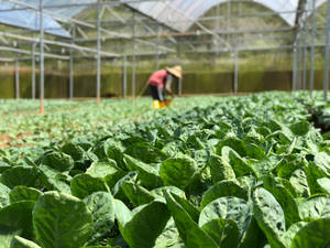 Selective Focus Lettuce Wallpaper