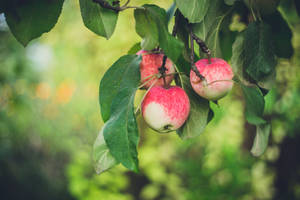 Selective Focus Of Apple Fruits Wallpaper