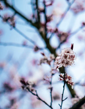 Selective Focus Photography Of A Pink Cherry Blossom Tree Wallpaper