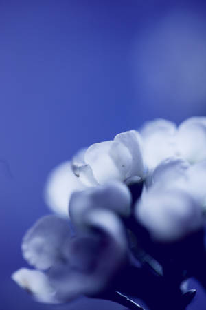 Selective Focus Photography Of White Petal Flower Wallpaper