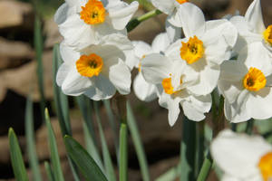 Selective Focus Shot Of White Daffodils Wallpaper