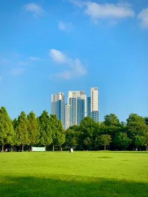 Seoul Green Park Wallpaper
