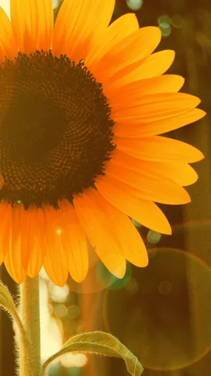 Sepia Russian Mammoth Sunflower Iphone Wallpaper